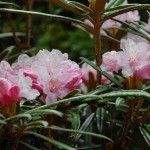 Sommar2013-släktträff mm 013