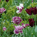 Sommar2013-släktträff mm 027